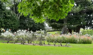 Rose Gardens Whakatane