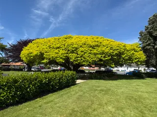 Mitchell Park