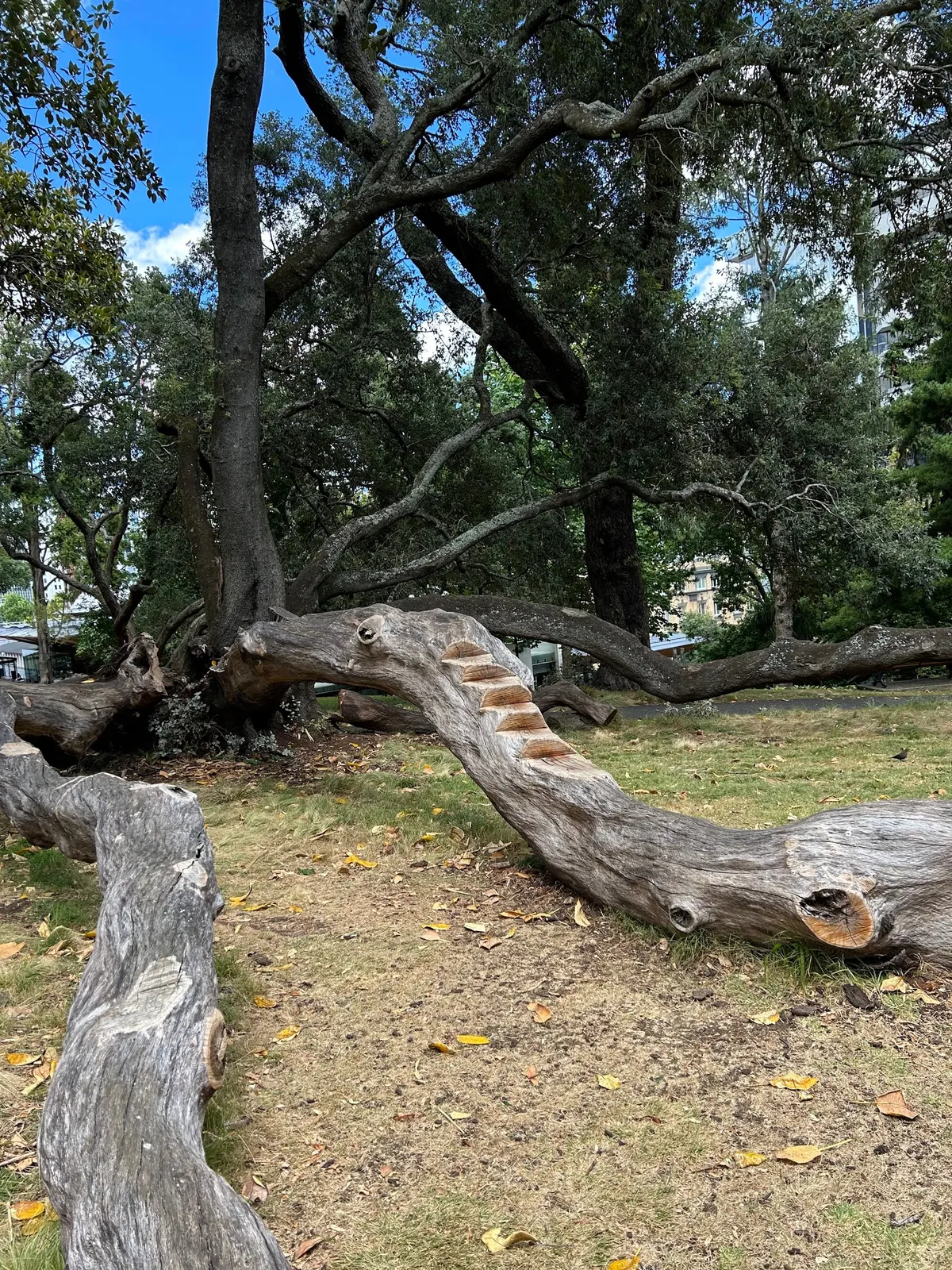 Fallen tree trunk with carved climbing steps under old trees at Albert Park playground, Auckland CBD