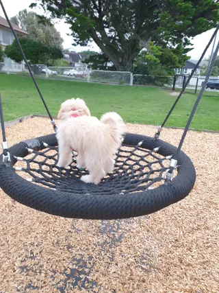 Eastern Beach Playground photo 10