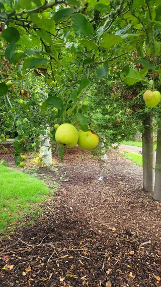Sydenham Botanic Park