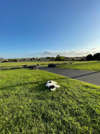 Owairaka Park photo 3