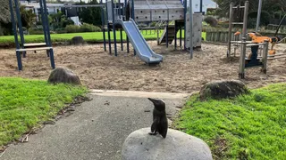 Campbell Bay Reserve Playground photo 3