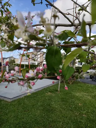 Kotuku Park