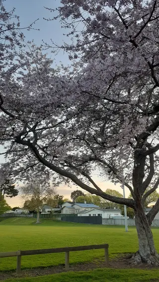 Anchor Park